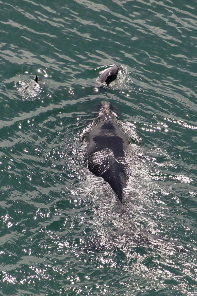 Wild, Not Gone book detail