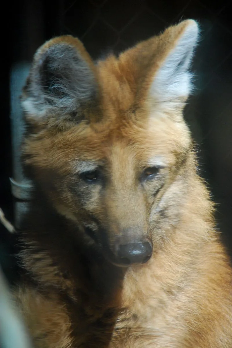 Red wolf in grassland
