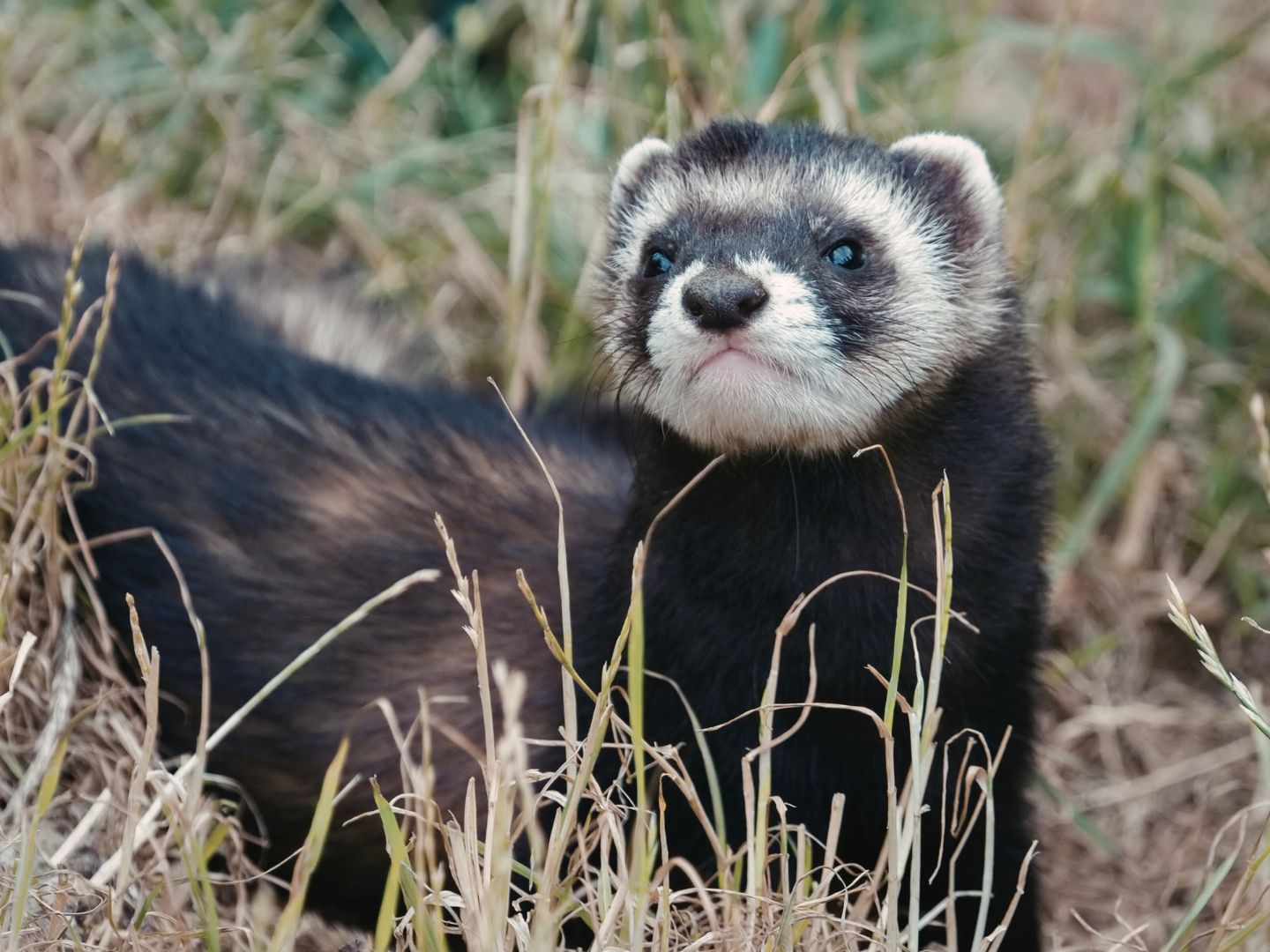 Black-footed ferret in prairie habitat