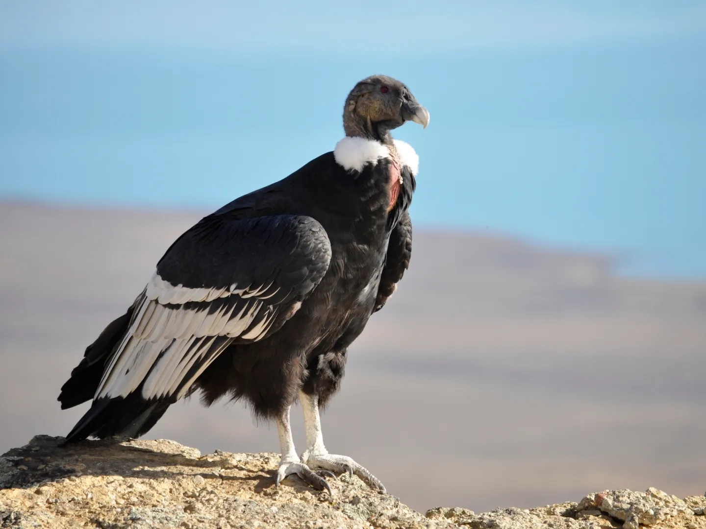California condor in flight
