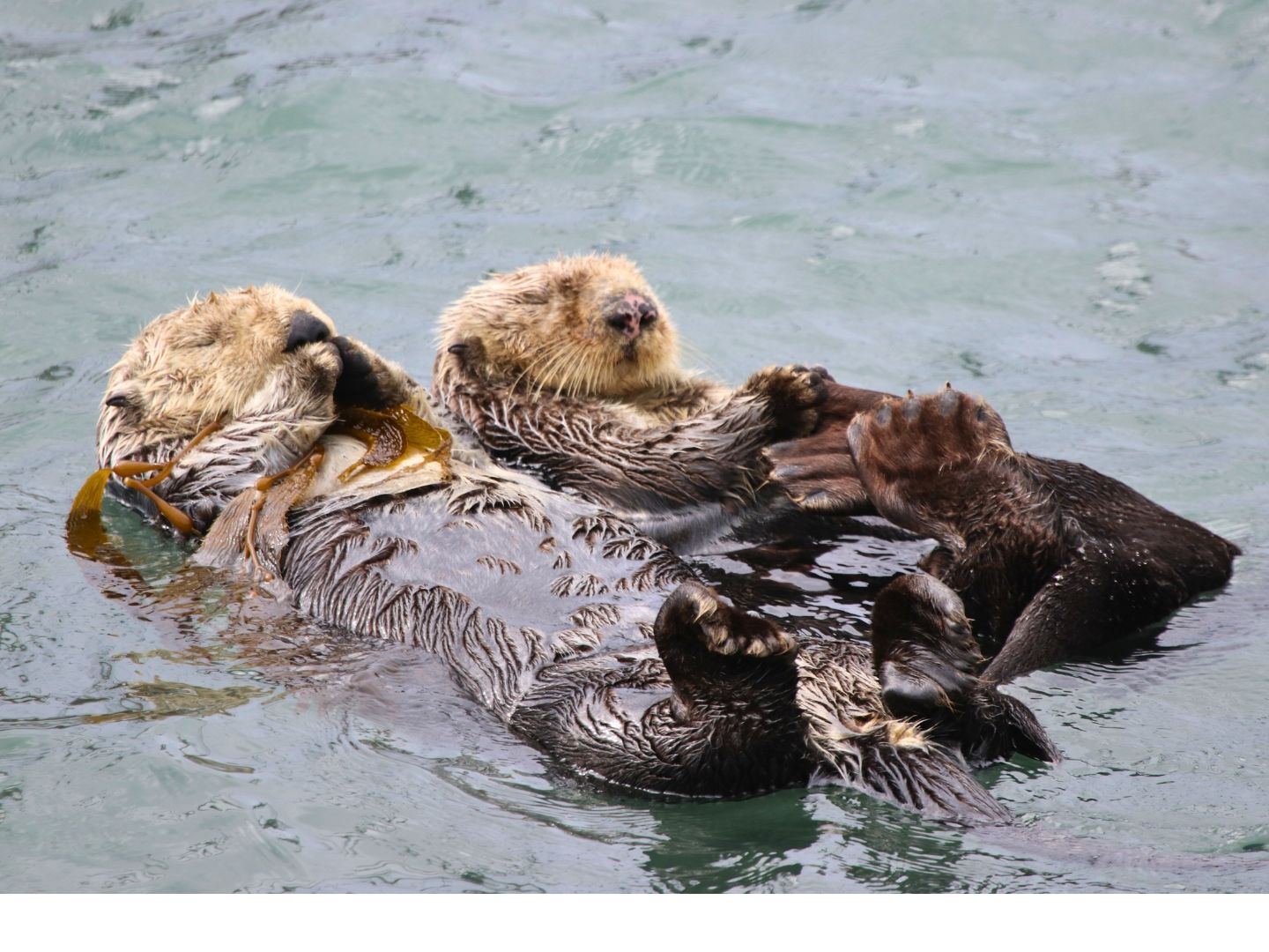 Sea otter floating near kelp