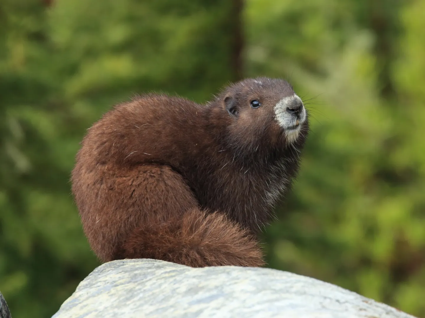 Vancouver Island marmot on an alpine slope
