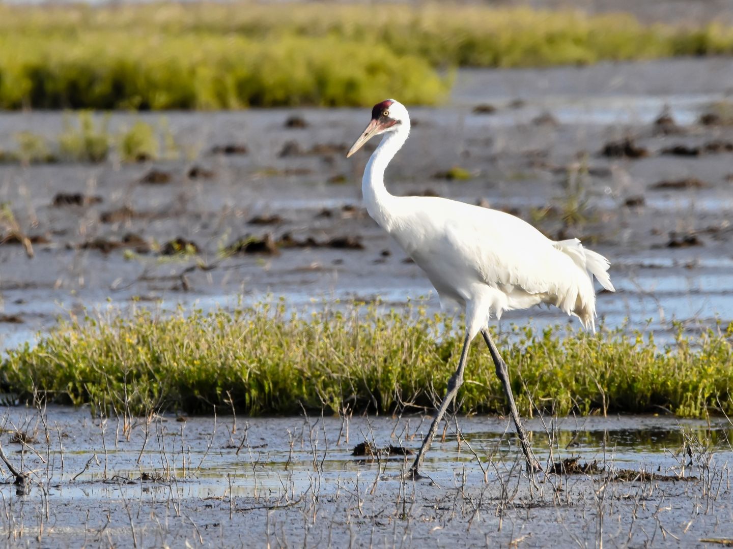 Whooping crane standing in wetlands