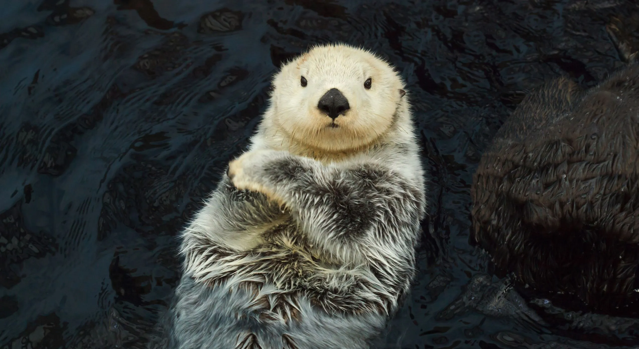 North American endangered species